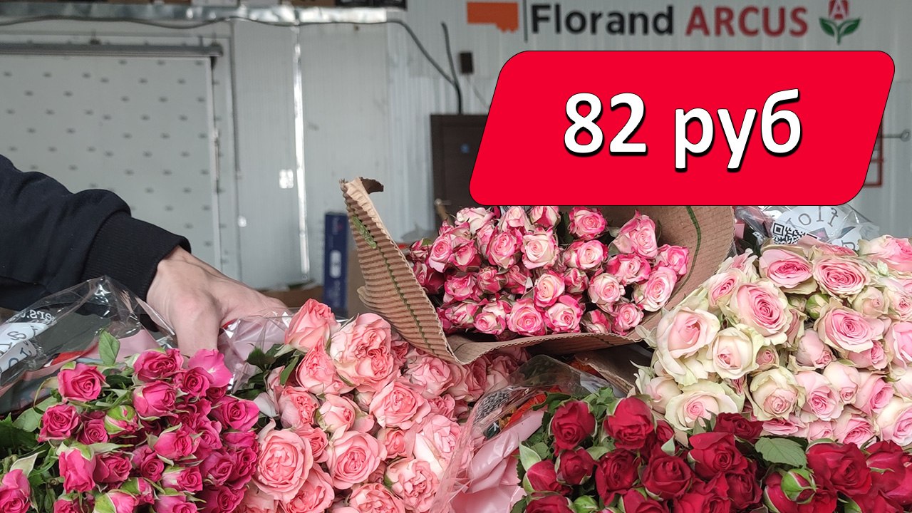 АРКУС | Цветы оптом | Закупка | Наличие 🌷