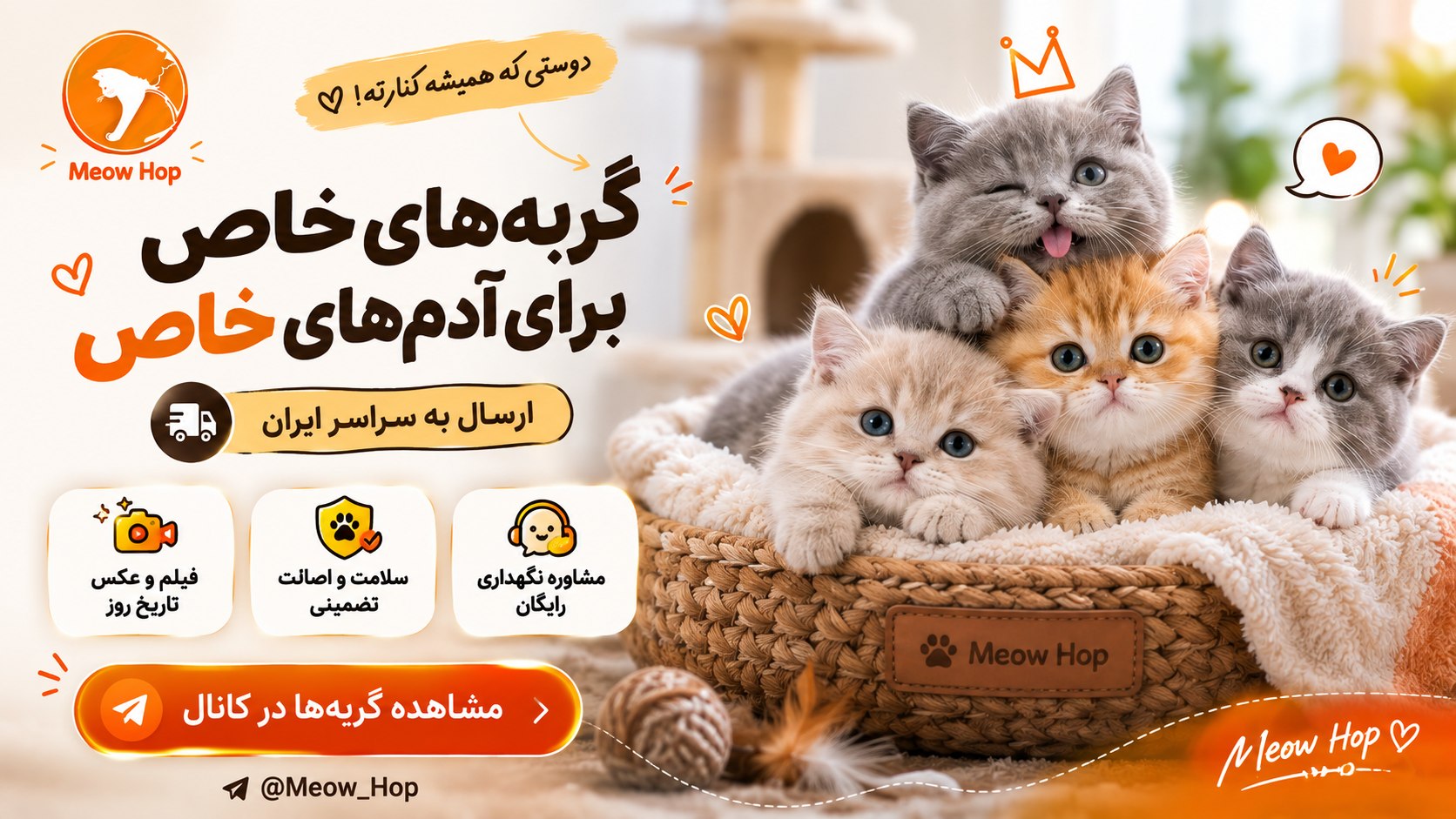 MEOW HOP 🐱| فروشگاه گربه های نژاد دار (پرشین/بریتیش/ اسکاتیش ) (مشهد / تهران / اصفهان / رشت / شیراز / ایران MeowHop)